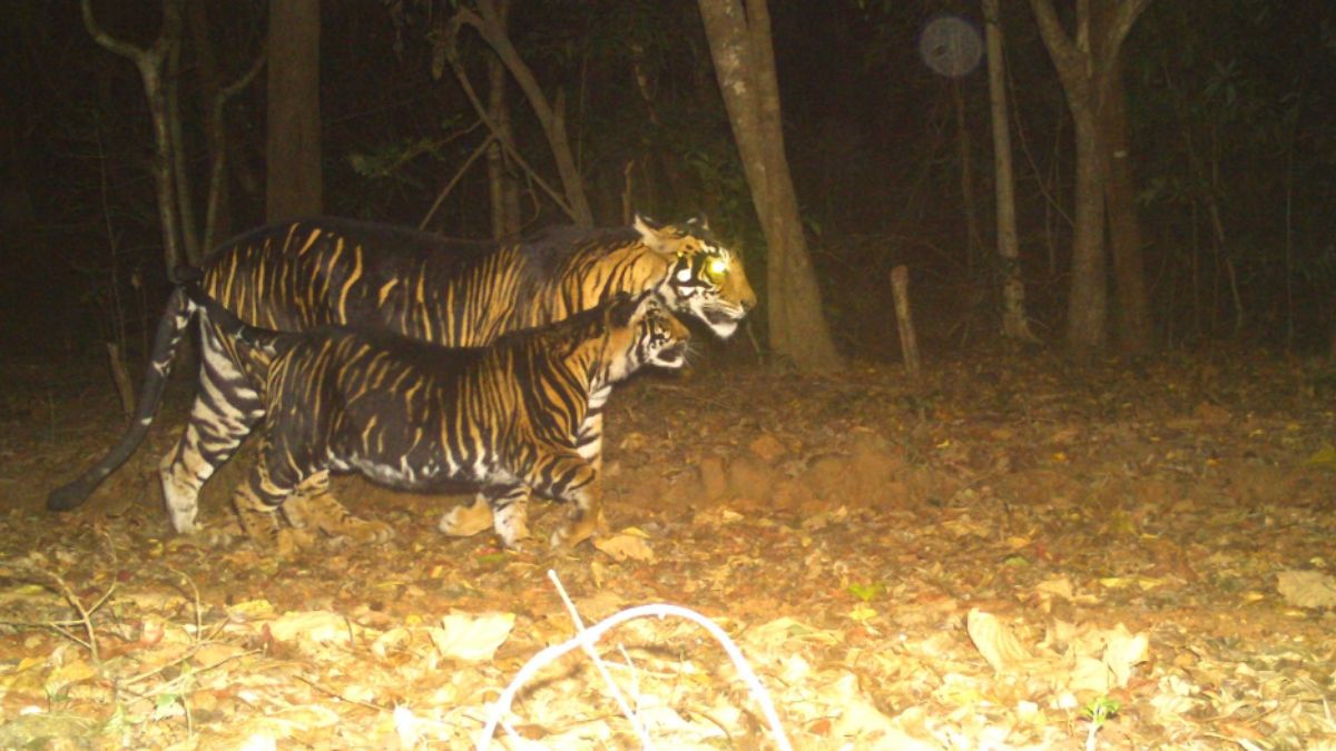 Only 10 Rare Black Tigers Left In India All Sheltered In Odishas Similipal Reserve Centre